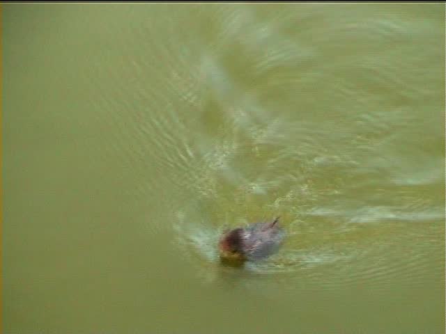 Wrinkled-lipped bat (Tadarida plicata) swimming after falling into a pond 