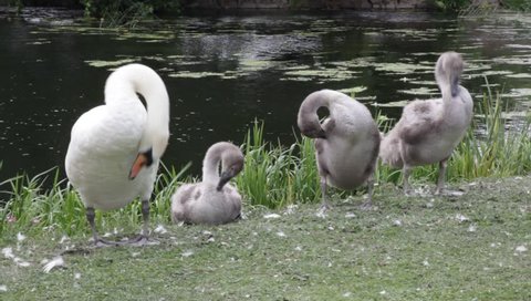Family of swans preening themselves on a river bank.