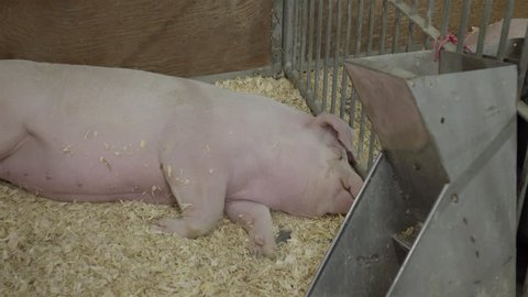 Large pig taking a nap. 4K UHD. 