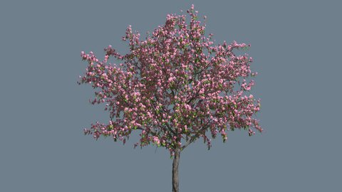 Peach ThinTrunk Tree on Alfa Channel, Tree Cut of Alfa Channel, Green Leaves and Pink Flowers, Tree is Swaying at the Wind Springtime Sunny Day, Computer Generated Animation Made in Studio