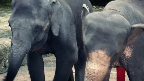 Elephants Forced To Dance Animal Cruelty