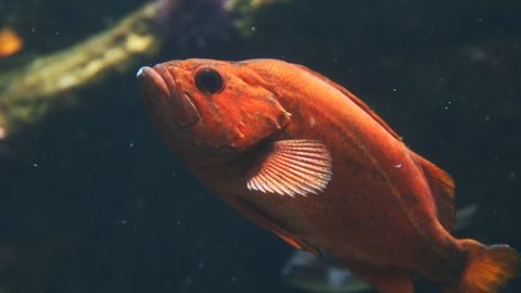 close up of a vermilion rockfish in a large public aquarium