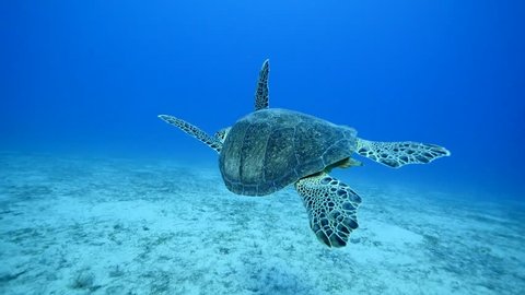 Turtle swimming underwater mediterranean sea hawksbill caretta and green turtle