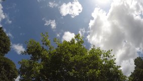 Oak tree leafage leaves move in wind on blue sky with clouds background. Timelapse video clip. Static wide angle shot. 4K