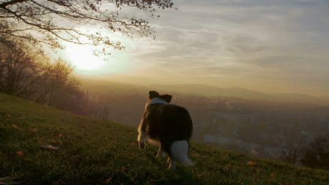 A dog playing on a hill over a city