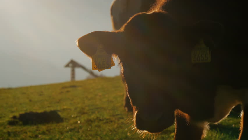 A little cow calp lookin into the camera