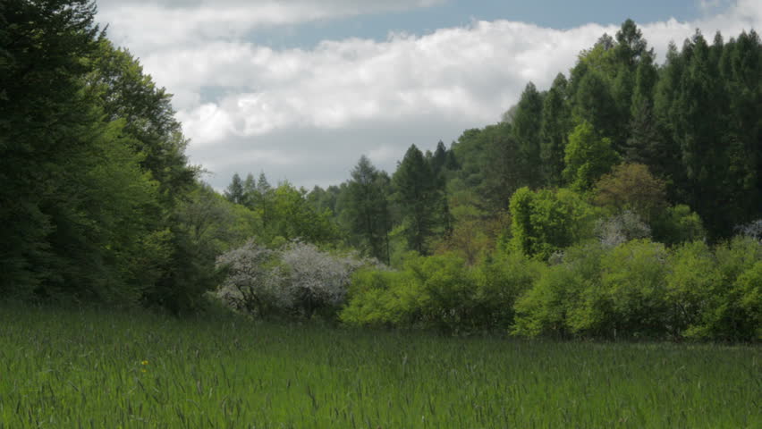 nature forest hd videos 1080p