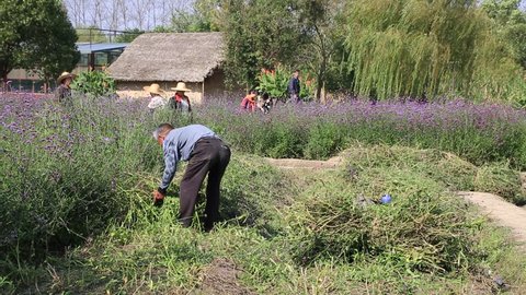 Wuzhen,China_Nov.06, 2015 : Senior worker working in the purple flowerfields in the ancient water town, Wuzhen, China near Shanghai 
