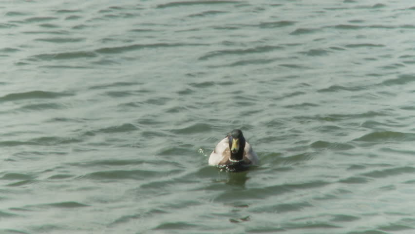 ducks fighting in water