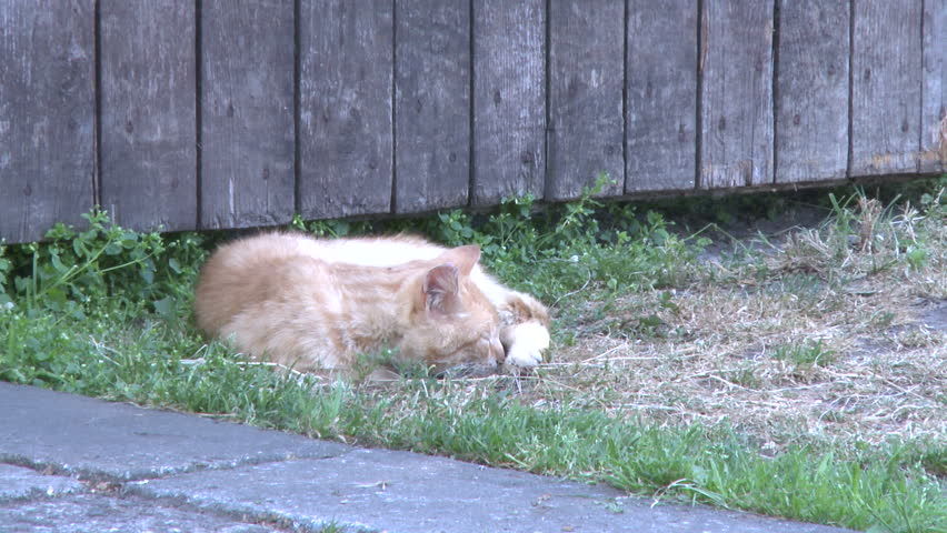 sleepy cat laying on ground outdoors