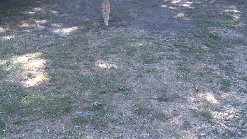 cat slowly walking on ground outdoors