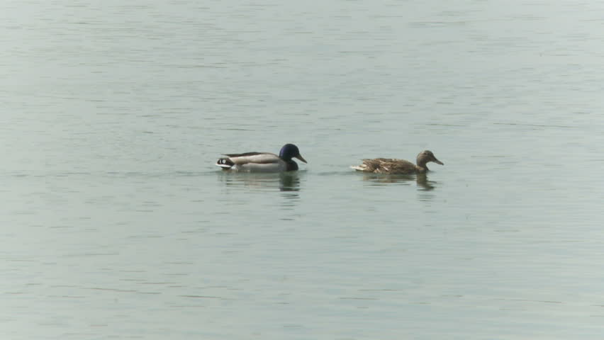 two ducks swimming
