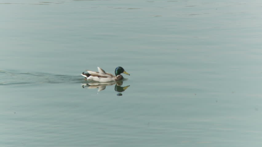 duck swimming