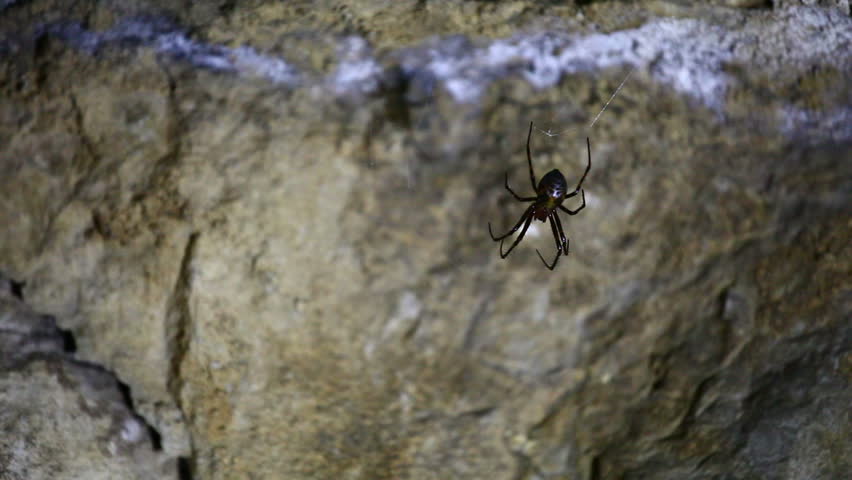 spider crawling on web in cave