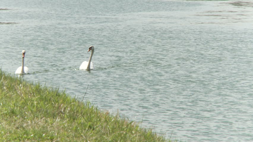 two swans near shore