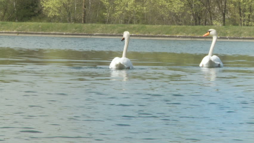 two swans on lake