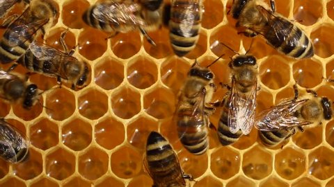 Work bees in hive.
Bees convert nectar into honey and cover it in honeycombs. 