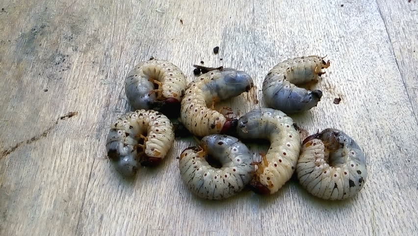 Larvae, Cockchafer Larvae, Scary Insects Stock Footage Video (100% ...