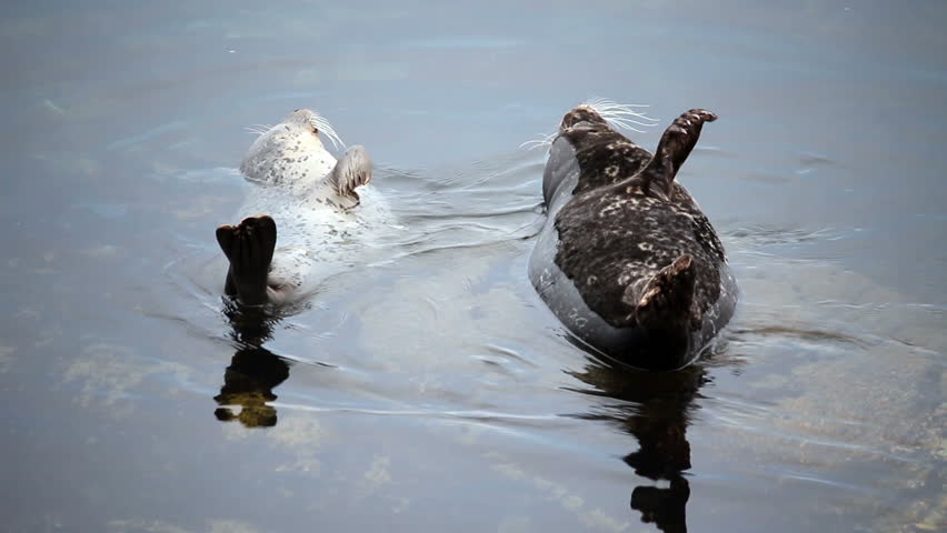 Two Seals On Rock Fussing Monterey California
