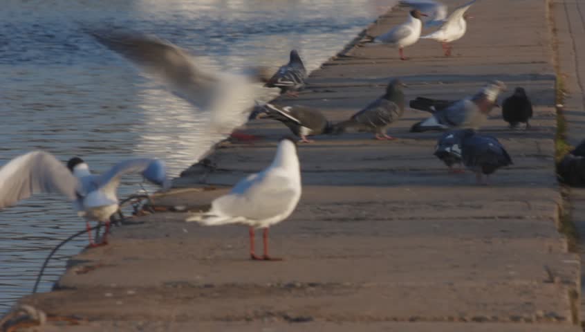 Ungraded: Gulls and pigeons on a concrete embankment of the river. They peck crumbs, take off and land. Source: Canon EOS, ungraded H.264 from camera without re-encoding. (av11462u)