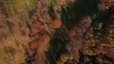 Flying with drone over woodland in a beautiful sunny day of autumn
