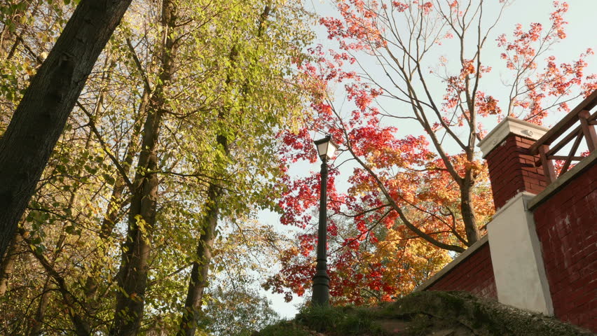 Colorful autumn daytime. Smooth dolly shot.