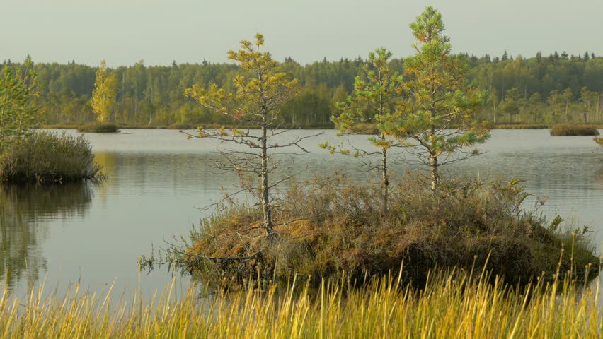 Tree on the islands in the national wildlife reserve. Autumn daytime. Smooth dolly shot.