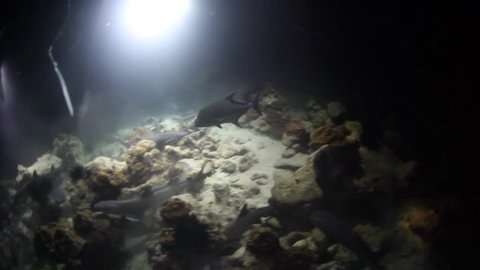 Whitetip reef sharks search for prey at night on a rocky reef near Cocos Island in Costa Rica. These harmless sharks are nocturnal and found widespread throughout the tropical Indo-Pacific.