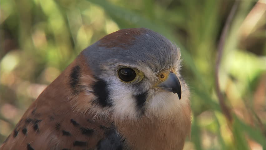 Kestral (sparrowhawk)