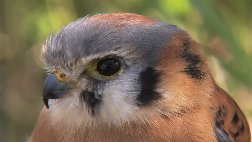 Kestral (sparrowhawk)