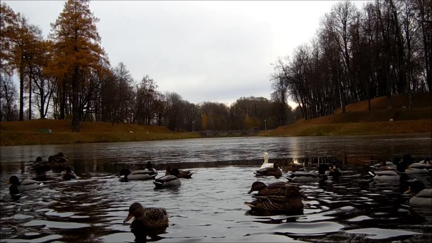Karpin pond and rookery on the lake in Gatchina park. duck (Anas platyrhynchos) and duck albino.