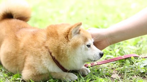 Shiba Inu dog in a city park