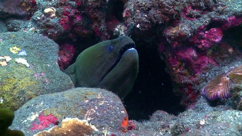 Close up tracking shot into a moray eel retreating to hide under a coral reef in Tulamben, Bali in Indonesia