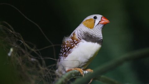 Birds Finch 1