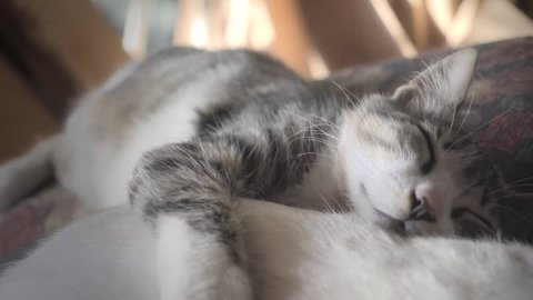 Adorable kitten  sleeps with her mom embraced. 4k