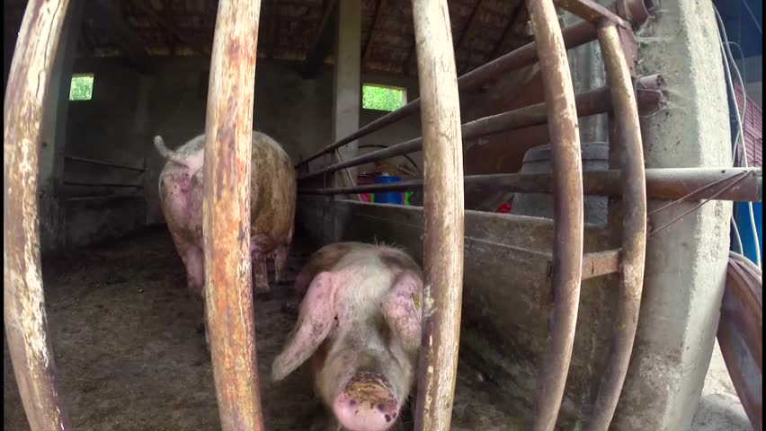 Davidsfarm Pig Video