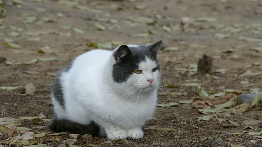 grey and white fat cat