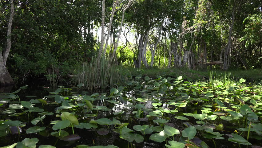Beautifull nature of Everglades. The airboat ride on Everglades National park on channels and marshes