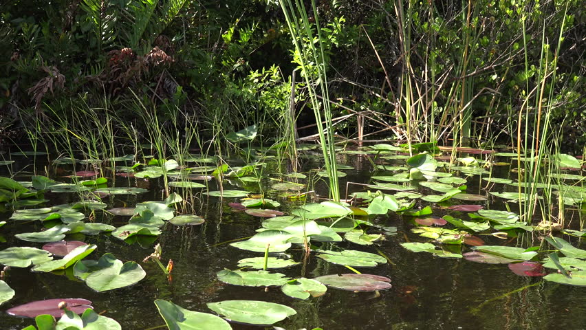Beautifull nature of Everglades. The airboat ride on Everglades National park on channels and marshes