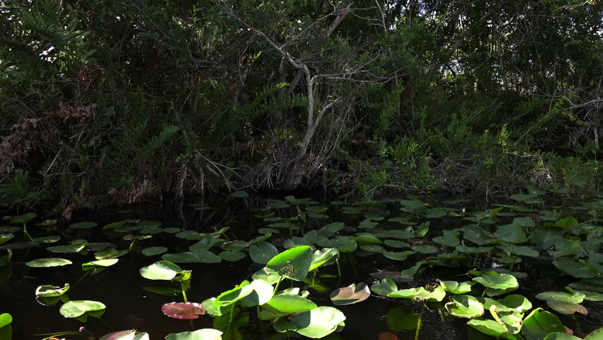 Beautifull nature of Everglades. The airboat ride on Everglades National park on channels and marshes