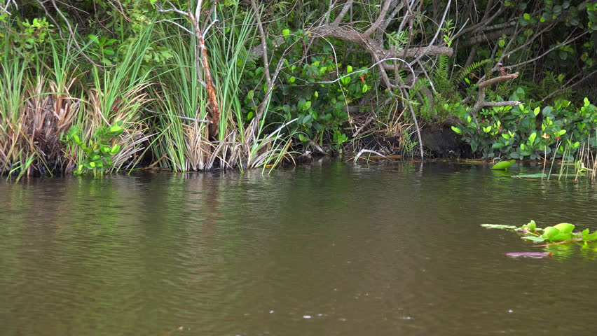 Beautifull nature of Everglades. The airboat ride on Everglades National park on channels and marshes