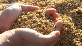 Unprocessed rice being poured on hands, stock video