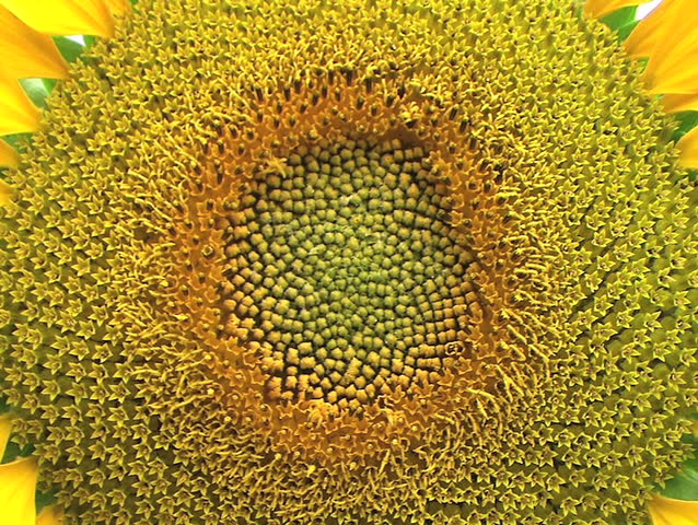 Sunflower Macro
