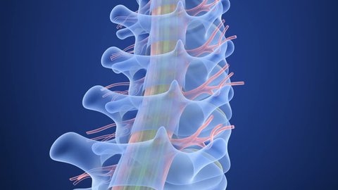 Human Spine x-ray view, 3D render