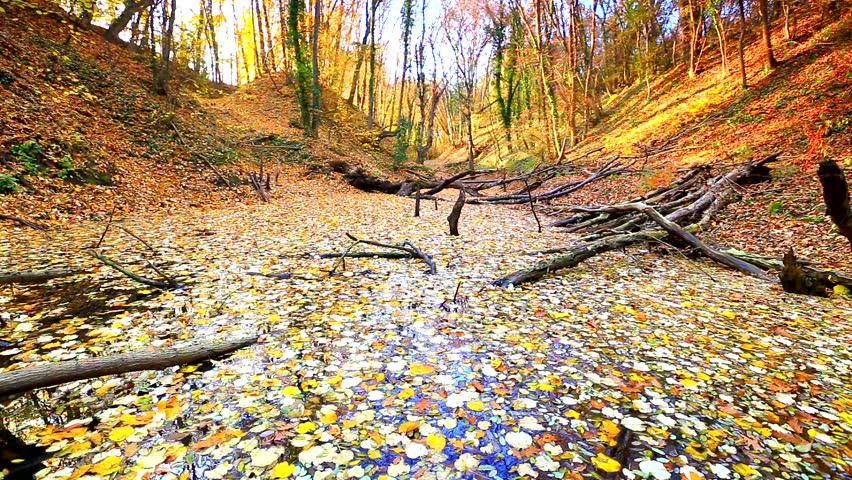 Small lake covered with yellow leaves in autumn forest