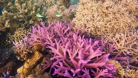 Autumn Coral Reef. Artistic video of a coral reef in warm red and orange colours. 