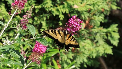 Yellow Tiger Swallowtail (Papilio Glaucus) Butterfly  