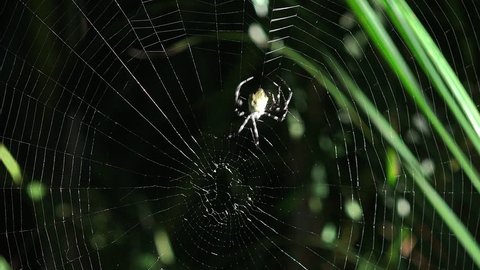 Time Lapse, Fantastic, detailed close up of banana or garden spider spinning its web in early morning sun. 4K UHD 3840x2160

