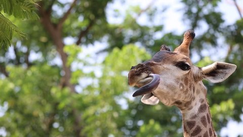 Beautiful Giraffe Close up, Giraffe Camelopardalis, The Tallest Animal, African