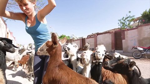 Lady feeding the herd of goats